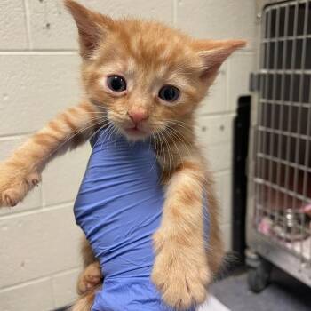 Doodad -  Domestic Short Hair Cat for Adoption in Charlottesville, Virginia - Doodad | PetCurious