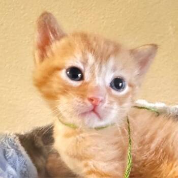 Frodo [and Samwise] -  Domestic Short Hair Cat for Adoption in Santa Fe, New Mexico - Frodo [and Samwise] | PetCurious