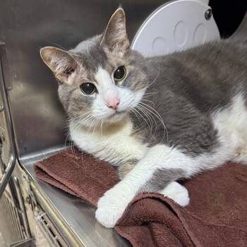 Domestic Short Hair Cats Available for Adoption in West Olive, Michigan - Cedric | PetCurious