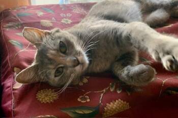 Tabby Cats Available for Adoption - Lady Daisy | PetCurious