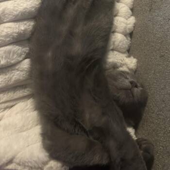 Domestic Short Hair Cats Available for Adoption in Greenfield, Indiana - Chex | PetCurious