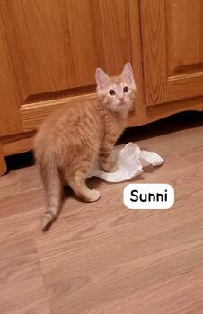 Sunni -  Domestic Short Hair Cat for Adoption in Hazlet, New Jersey - Sunni | PetCurious