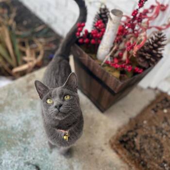 Extra Toes Cat Hemingway Polydactyl Cats Available for Adoption - Thumbelina | PetCurious