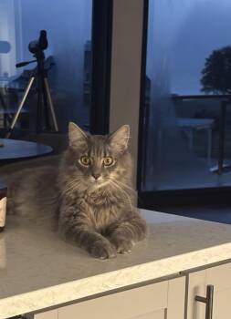 Finn -  Domestic Long Hair Cat for Adoption in Fairview Beach, Virginia - Finn | PetCurious