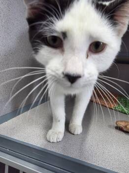 Domestic Short Hair Cats Available for Adoption - Moo | PetCurious