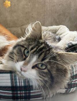 Domestic Medium Hair Cats Available for Adoption in Colorado Springs, Colorado - Atria | PetCurious