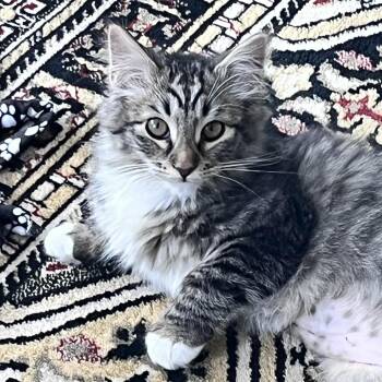 Domestic Medium Hair Cats Available for Adoption - Rae | PetCurious