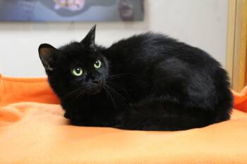 Zaza -  Domestic Short Hair Cat for Adoption in Portage, Wisconsin - Zaza | PetCurious