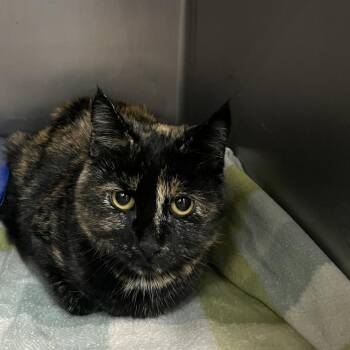 Lola -  Domestic Medium Hair Cat for Adoption in Idaho Falls, Idaho - Lola | PetCurious
