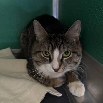 Domestic Short Hair Cats Available for Adoption in Fall River, Massachusetts - Brian | PetCurious