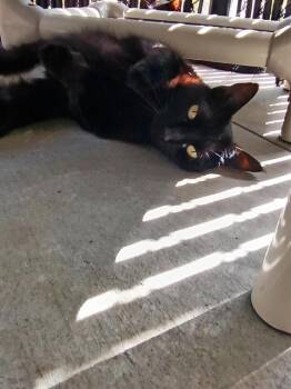 ZARA -  Domestic Short Hair Cat for Adoption in Palmetto, Florida - ZARA | PetCurious