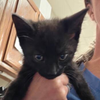 Vudu 060425U -  Domestic Short Hair Cat for Adoption in Tupelo, Mississippi - Vudu 060425U | PetCurious