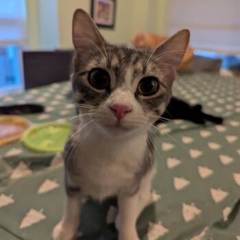 Rescue Domestic Short Hair Cats for Adoption in Leander, Texas - Chablis | PetCurious