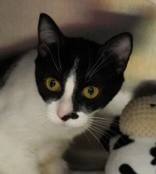 Minnie -  Domestic Short Hair Cat for Adoption in Eugene, Oregon - Minnie | PetCurious