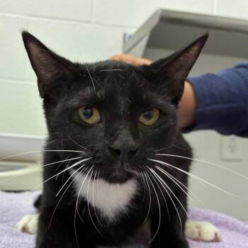 Williams -  Domestic Short Hair Cat for Adoption in Corpus Christi, Texas - Williams | PetCurious
