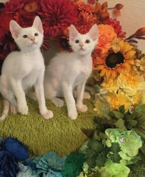 Stroon -  Siamese and American Shorthair Cat for Adoption in Austin, Texas - Stroon | PetCurious
