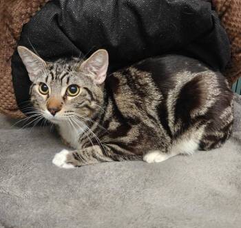 Domestic Short Hair Cats Available for Adoption - Turbo | PetCurious