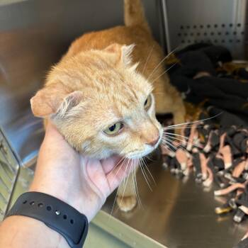 Sammy -  Domestic Short Hair Cat for Adoption in Norman, Oklahoma - Sammy | PetCurious