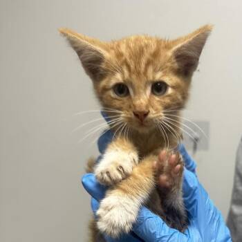 Candy corn -  Domestic Short Hair Cat for Adoption in Concord, North Carolina - Candy Corn | PetCurious