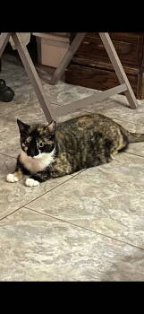 Rescue Domestic Short Hair Cats for Adoption in Visalia, California - Pearl | PetCurious