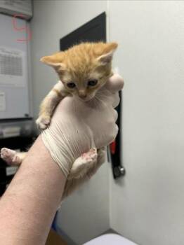 Deonna -  Domestic Short Hair Cat for Adoption in West Chester, Pennsylvania - Deonna | PetCurious