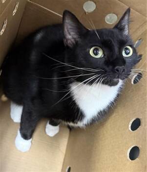 STORMI -  Domestic Medium Hair Cat for Adoption in Jacksonville, Florida - STORMI | PetCurious