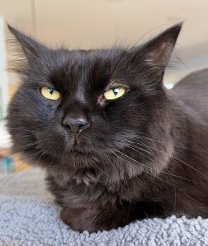 Chanel -  Domestic Medium Hair Cat for Adoption in Hull, Massachusetts - Chanel | PetCurious