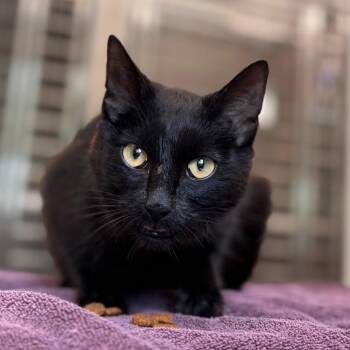 Domestic Short Hair Cats Available for Adoption in Nashville, Indiana - Bagel Bite | PetCurious