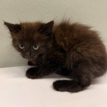Domestic Medium Hair Cats Available for Adoption in Tampa, Florida - Faline | PetCurious