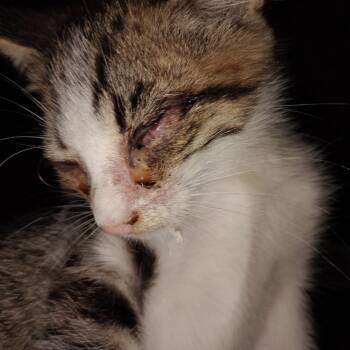 Simon -  Domestic Short Hair Cat for Adoption - Simon | PetCurious