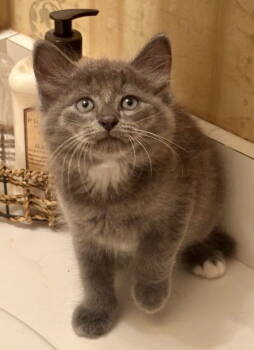 Rescue Domestic Short Hair Cats for Adoption in Garner, North Carolina - Tails | PetCurious