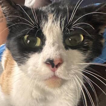 Tootsie -  Domestic Short Hair Cat for Adoption in Allentown, Pennsylvania - Tootsie | PetCurious