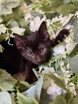 Ranger- Transport -  Domestic Short Hair Cat for Adoption in Gradyville, Kentucky - Ranger- Transport | PetCurious