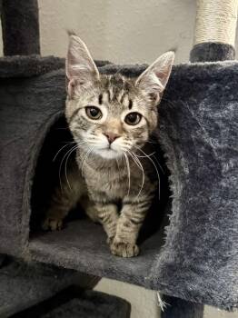 Domestic Short Hair Cats Available for Adoption - Eleven | PetCurious