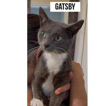 Gatsby -  Domestic Short Hair Cat Available for Adoption in Boston, Massachusetts - Gatsby | PetCurious