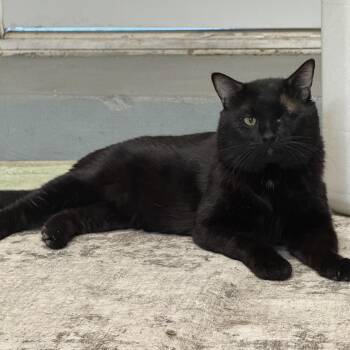 Domestic Long Hair Cats Available for Adoption in San Diego, California - Jack | PetCurious