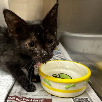 Judge Judy Paws -  Domestic Medium Hair Cat for Adoption in Gadsden, Alabama - Judge Judy Paws | PetCurious