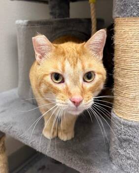 Frankie -  Domestic Short Hair Cat for Adoption in Yankton, South Dakota - Frankie | PetCurious