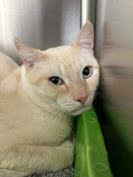 Saturn -  Domestic Short Hair Cat Available for Adoption in Lake City, Arkansas - Saturn | PetCurious