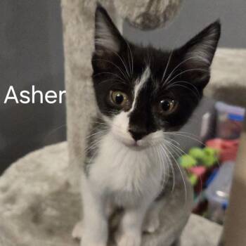 Asher -  Domestic Short Hair Cat for Adoption in Richland, Michigan - Asher | PetCurious