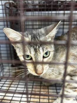 A661835 -  Domestic Short Hair Cat for Adoption in Houston, Texas - A661835 | PetCurious