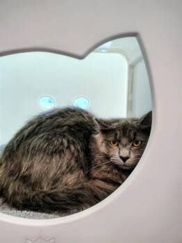 Domestic Short Hair Cats Available for Adoption in Leesburg, Virginia - SCISSORS | PetCurious