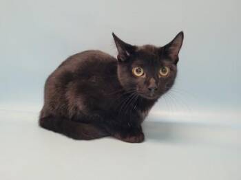 Tinky Winky -  Domestic Short Hair Cat for Adoption in Golden Valley, Minnesota - Tinky Winky | PetCurious
