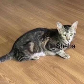 Sheba -  Domestic Short Hair Cat for Adoption in Villa Park, California - Sheba | PetCurious