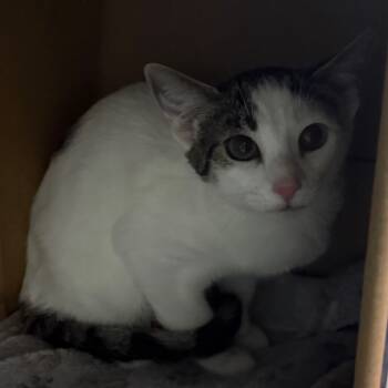 Rescue Domestic Short Hair Cats for Adoption in Wahiawa, Hawaii - Chaos | PetCurious