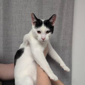 Oreo -  Domestic Short Hair Cat for Adoption in Hattiesburg, Mississippi - Oreo | PetCurious