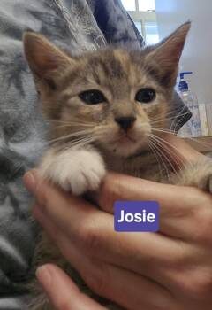 Josie -  Domestic Short Hair Cat for Adoption in East Greenville, Pennsylvania - Josie | PetCurious