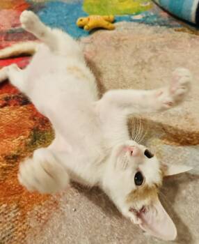 Prince William -  Domestic Short Hair Cat for Adoption in Seal Beach, California - Prince William | PetCurious
