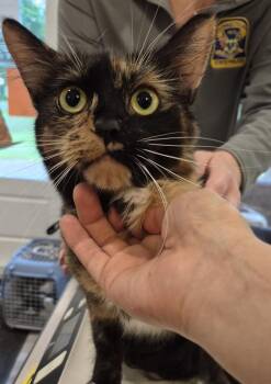 2026-65 Noel - in foster -  Domestic Short Hair Cat for Adoption in Windsor, Connecticut - 2026-65 Noel - In Foster | PetCurious