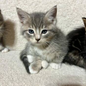 Detective C12832 -  Domestic Short Hair Cat for Adoption - Detective C12832 | PetCurious